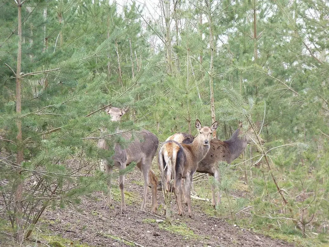 Rotwild Mehrere Rothirschkühe auf einer Lichtung