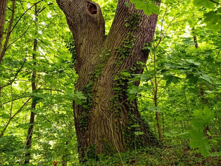 Nahaufnahme von Fürths ältestem Baum im Schlosspark Burgfarrnbach