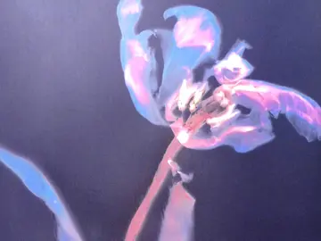 Tulpe Fotogramm
