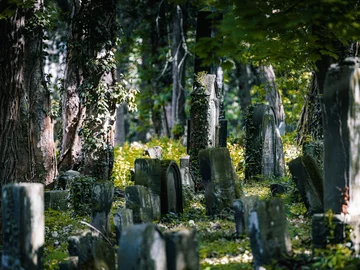 Grabsteine auf dem alten jüdischen Friedhof, teils mit Efeu bewachsen, umgeben von Bäumen und dichtem Grün.