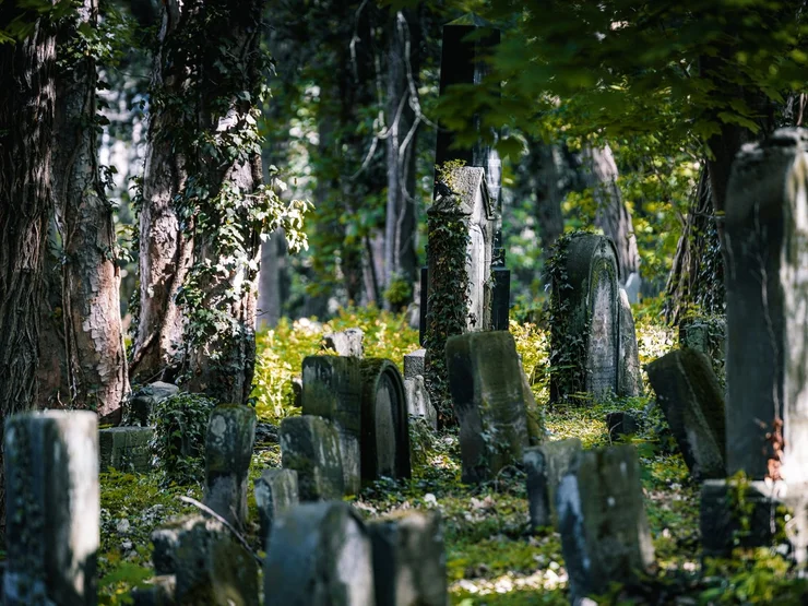 Grabsteine auf dem alten jüdischen Friedhof, teils mit Efeu bewachsen, umgeben von Bäumen und dichtem Grün.