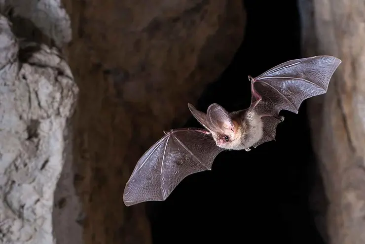Braunes Langohr; Fledermaus fliegt