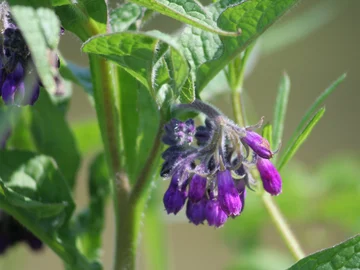 Nahaufnahme einer Pflanze mit grünen Blättern und hängenden violetten Blüten