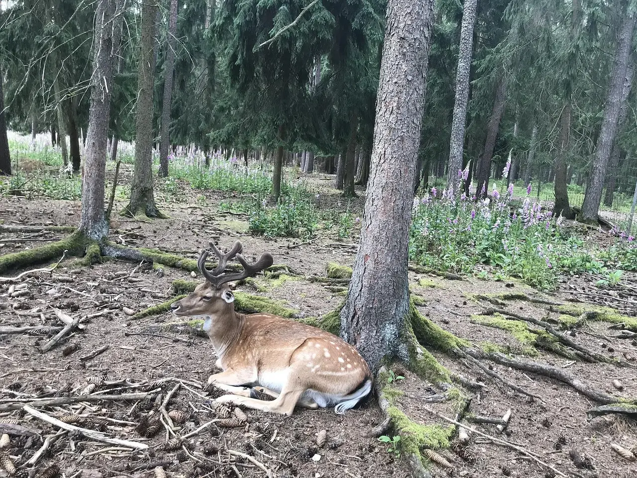 Damhirsch Ein Damhirsch rastet an einem Baum