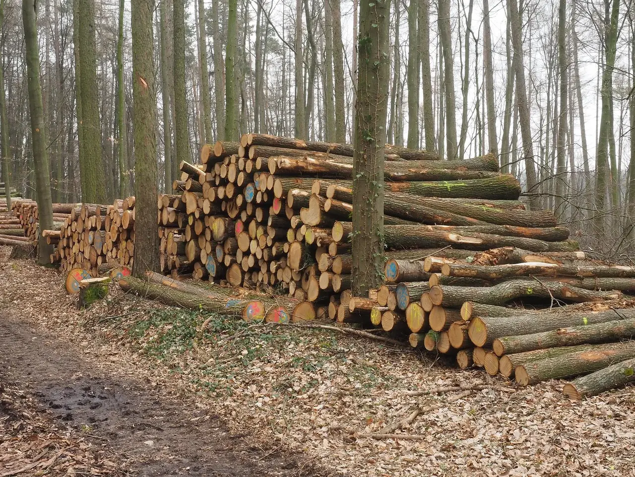 Holzstämme Holzstämme im Wald