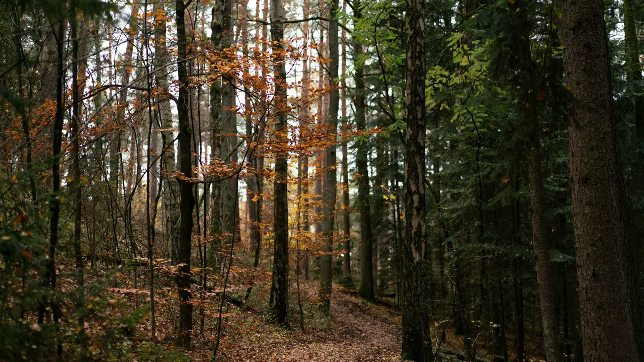 Herbstlicher Stadtwald 