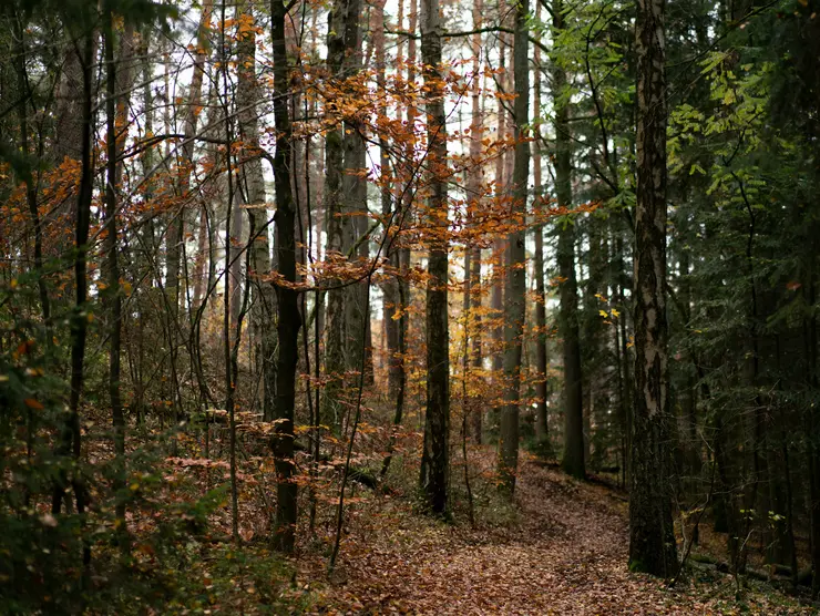 Herbstlicher Stadtwald 