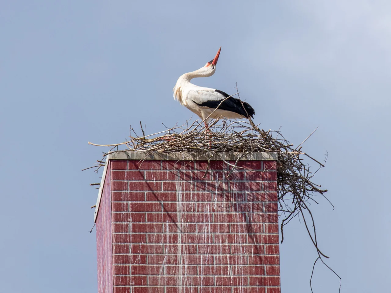 Weißstorch steht im Nest auf einem hohen, rechteckigen Schornstein vor blauem Himmel