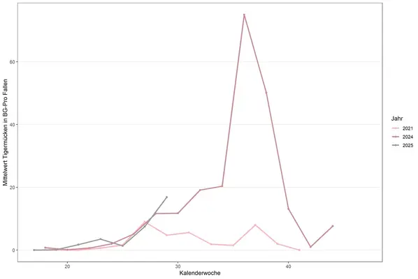 Grafik mit drei Linien zur Anzahl der Tigermücke in BG-Pro-Fallen in den Jahren 2021, 2024 und 2025. Klick zeigt Bild in größerer Darstellung.