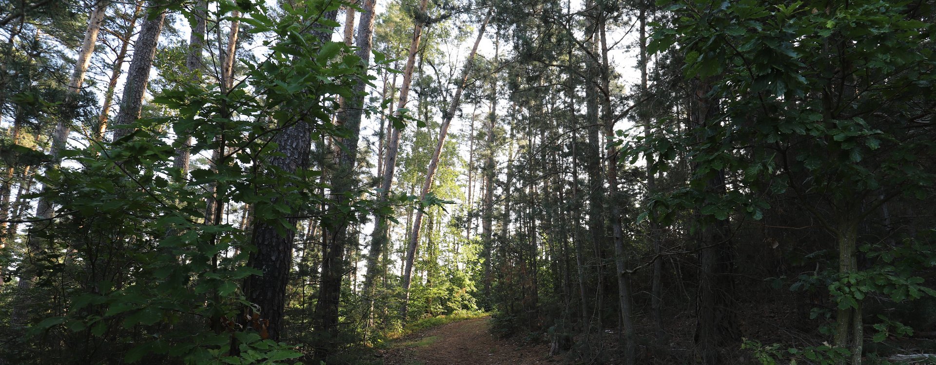 Bäume im Stadtwald Fürth
