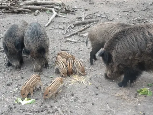 Wildschwein-Frischlinge essen Spaghetti. 