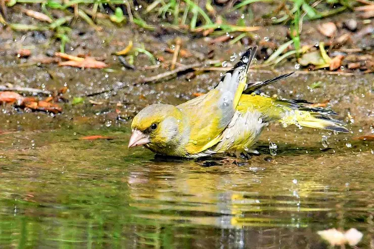 Ein gelber Vogel erfrischt sich in der Scherbsgraben-Quelle