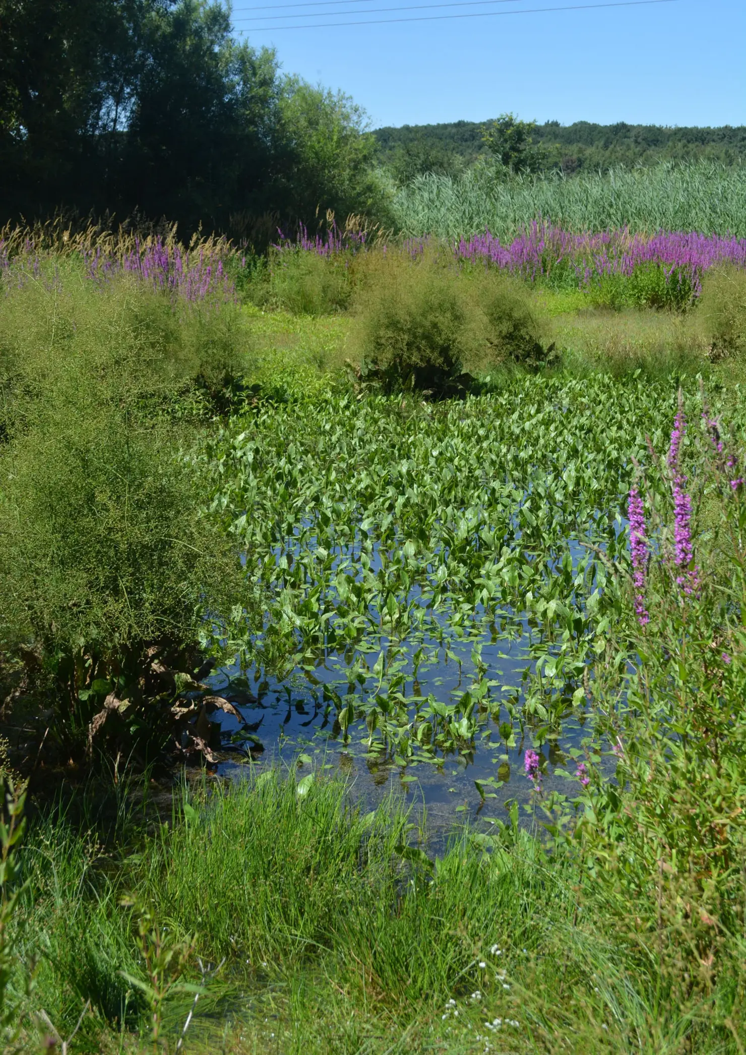 Weiher inmitten einer Wiese