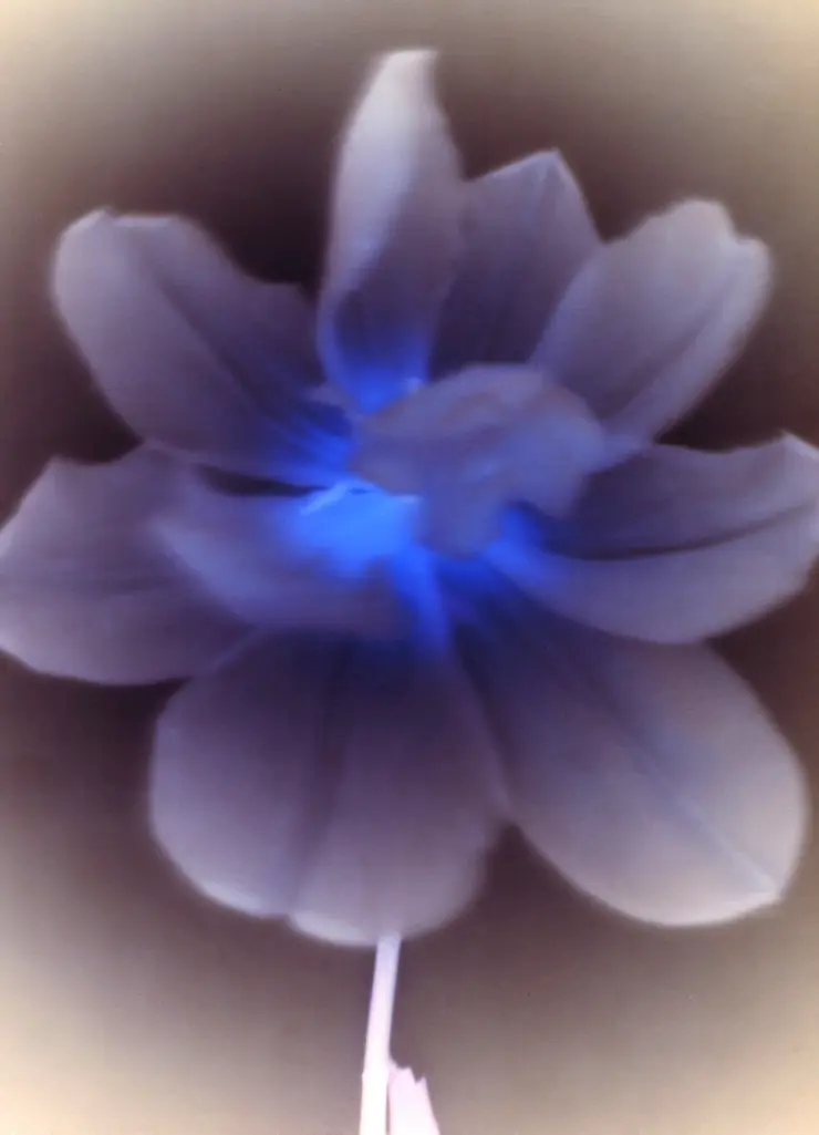 Blaue Blüte