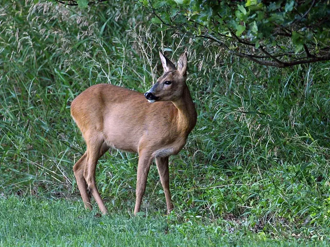 Rehgeis Rehgeis vor einem Wald
