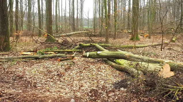 Waldeinschlag Umgefallene Bäume und Äste liegen wild verstreut auf dem Boden