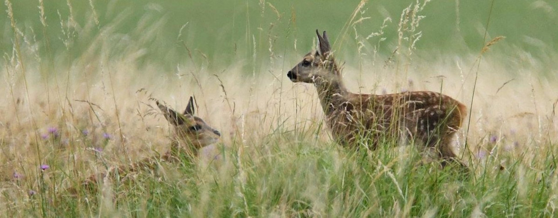 Rehkitze Zwei Rehkitze auf einer Wiese