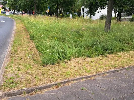 Straßenbegleitgrün ist nur zur Straße hin gemäht. Klick öffnet die Meldung.