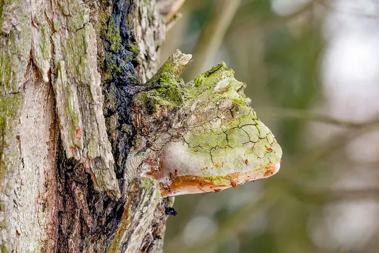 Rinde ragt von einem Baum ab