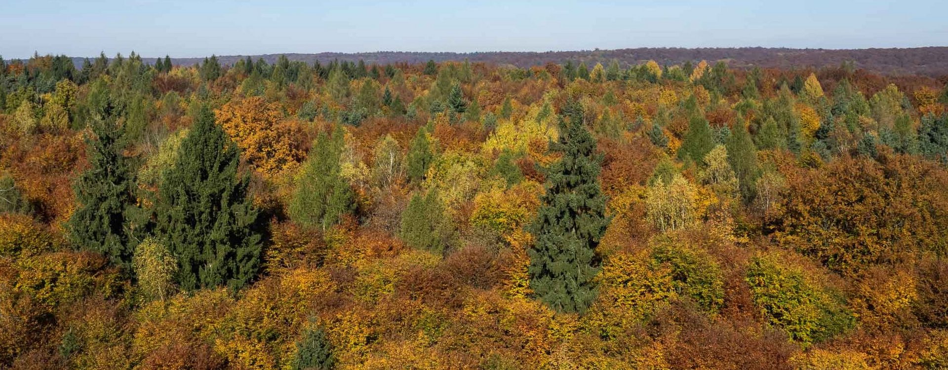 Mischwald Herbstlicher Mischwald