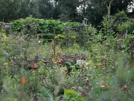 Blick in einen Garten mit blühenden Blumen. Klick öffnet Veranstaltungstipp.