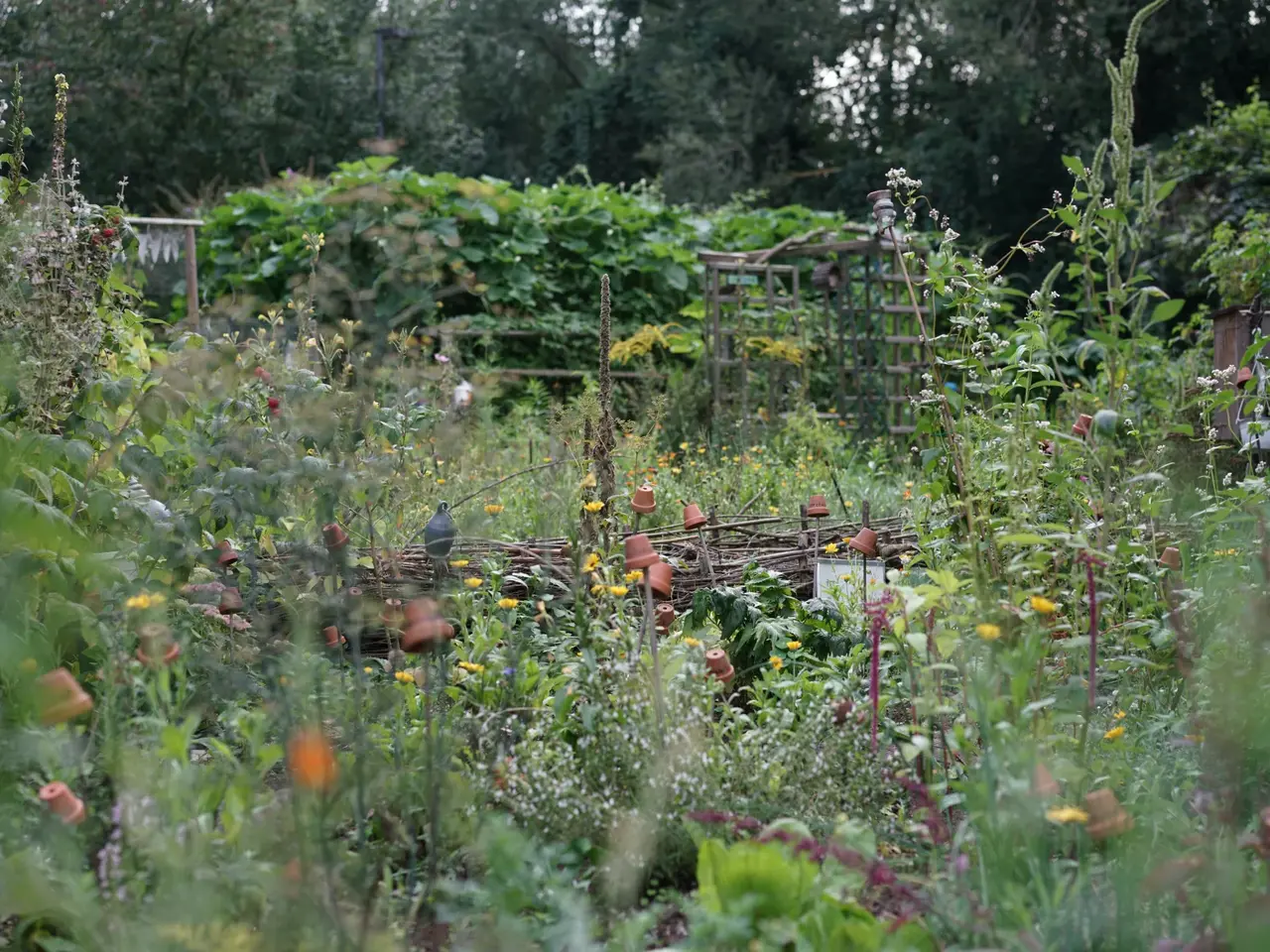 Blick in einen Garten mit blühenden Blumen; Klick zeigt Bild in größerer Darstellung.