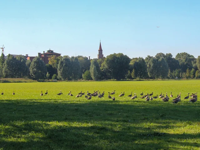Zahlreiche Wildgänse auf einer Wiese, im Hintergrund Kirche St. Michael. Klick öffnet die Meldung.