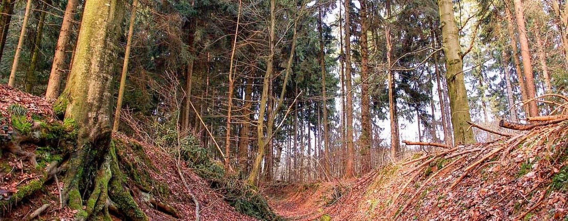 Stadtwald Fürth Bäume im Fürther Stadtwald