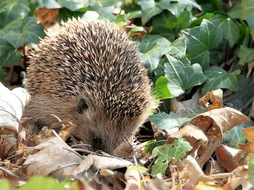 Ein Igel, der seine Schnauze ins Laub steckt.
