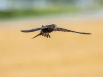 Fliegender Mauersegler mit ausgebreiteten Flügeln vor unscharfem Hintergrund