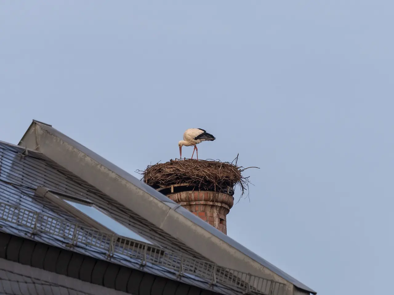 Storch in der Gustavstraße Storch nistet auf Horst
